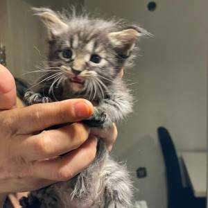 Maine coon mačići
