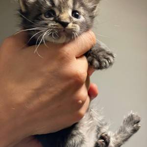 Maine coon mačići