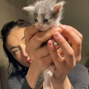 Maine coon mačići