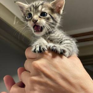 Maine coon mačići