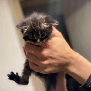 Maine coon mačići