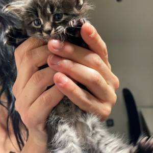 Maine coon mačići