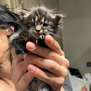 Maine coon mačići