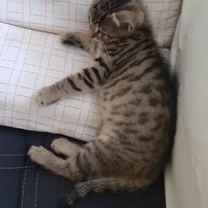 Mačići u dobre ruke