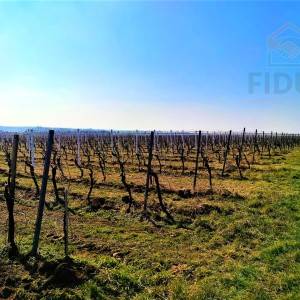 Vinograd sorte graševina - Erdut