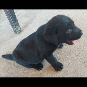 Labrador