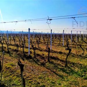 Vinograd sorte graševina - Erdut