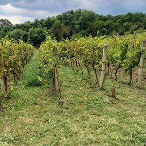 Vinograd,Pleterničko vinogorje