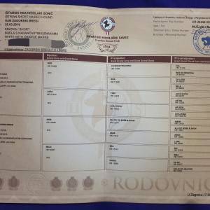 istarski kratkodlaki gonič - sab