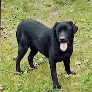 Labrador