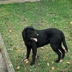 Labrador
