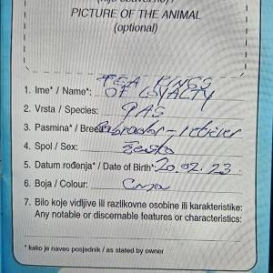 Labrador