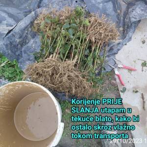 KUPINE - dvogodišnje - Navaho (bogato ukorijenje)
