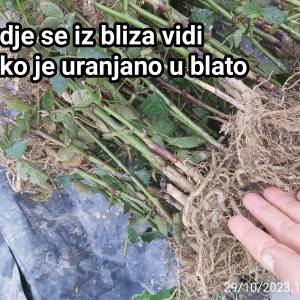 KUPINE - dvogodišnje - Navaho (bogato ukorijenje)