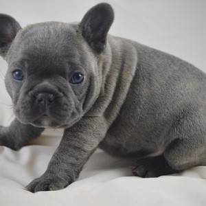 Beautiful French Bulldog puppies for adoption