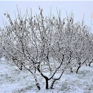 Ekološki nasad lijeske s mehanizacijom - okolica Daruvara