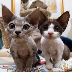 Prodajem devon rex mace
