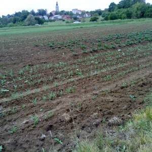 Križ, poljoprivredno zemljište 16.601 m2, moguća gradnja