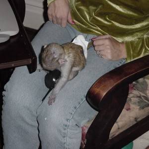 Slatke bebe majmuna kapucina