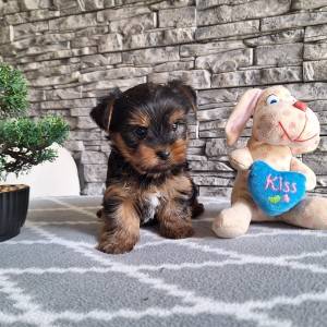 Yorkshire terrier, Jorkširski terijer, Jorki, Yorki