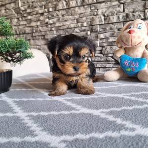 Yorkshire terrier, Jorkširski terijer, Jorki, Yorki