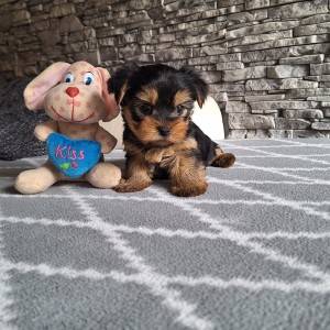 Yorkshire terrier, Jorkširski terijer, Jorki, Yorki