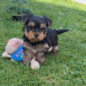 Yorkshire terrier, Jorkširski terijer, Jorki, Yorki
