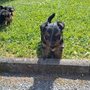 Yorkshire terrier, Jorkširski terijer, Jorki, Yorki