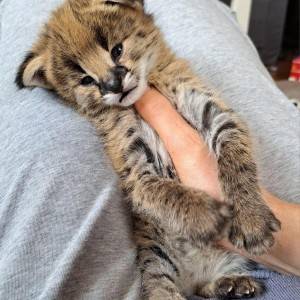 Savannah mačke Serval i Caracal