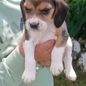 Beagle(bigl) štenci