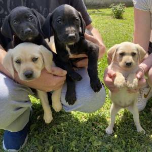 Stenci labradora 