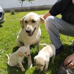 Stenci labradora 