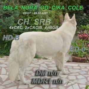 Bijeli švicarski ovčar, ženka - izložbeni primerak