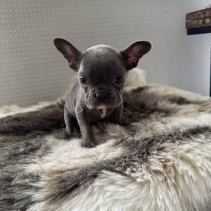 Prekrasno štene francuskog buldoga plavih očiju