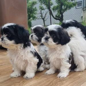 Shih tzu štenci