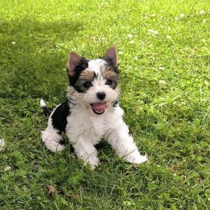 BIEWER, YORKSHIRE TERRIER mini štenci