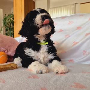 Španjolski vodeni pas (Perro de Aqua Esopanol)
