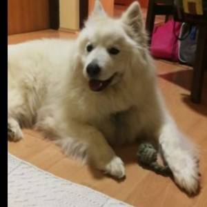 Samojed na poklon