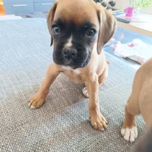 Njemački boxer