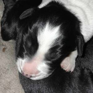 Udomljavanje psića (majka Border Collie, otac nepoznat)