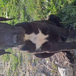 Cane Corso štenci