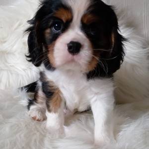 Cavalier king Charles španijel – trikolor dečki s rodovnicom