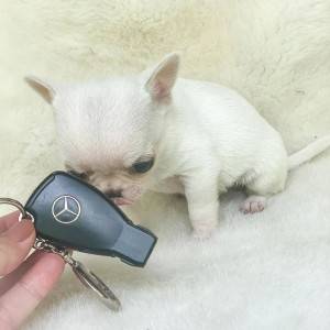 Chihuahua puppies for adoption