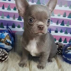 Chihuahua puppies for adoption