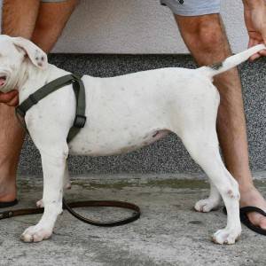 Americki Buldog stenci