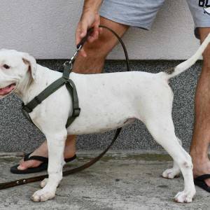 Americki Buldog stenci