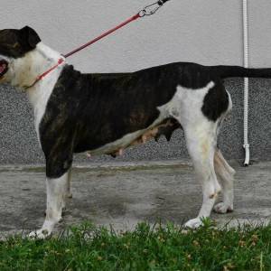 Americki Buldog stenci