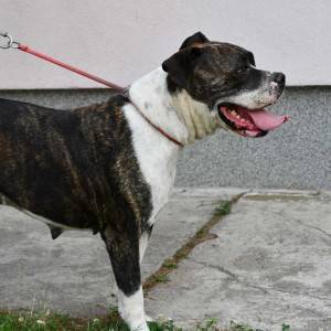 Americki Buldog stenci
