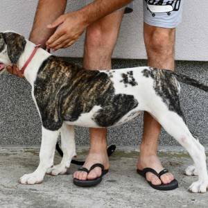 Americki Buldog stenci