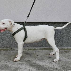 Americki Buldog stenci